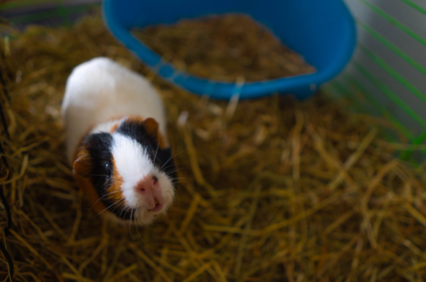 애교 많은 반려동물 '기니피그' 입양 전 알아야 할 것