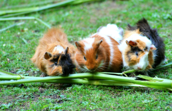 애교 많은 반려동물 '기니피그' 입양 전 알아야 할 것