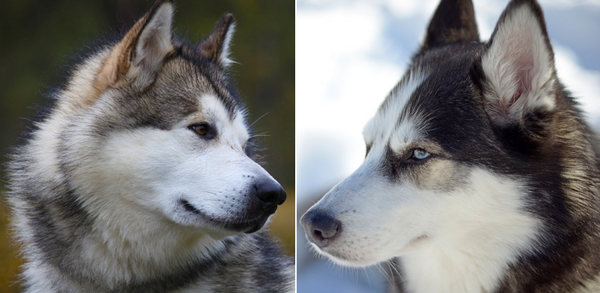왼쪽이 알래스칸맬러뮤트 오른쪽이 시베리안허스키