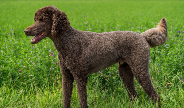 [견종 탐구] 마냥 인형처럼 귀여운데 사냥개 출신? ‘푸들’