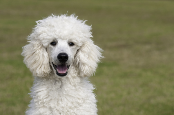 [견종 탐구] 마냥 인형처럼 귀여운데 사냥개 출신? ‘푸들’