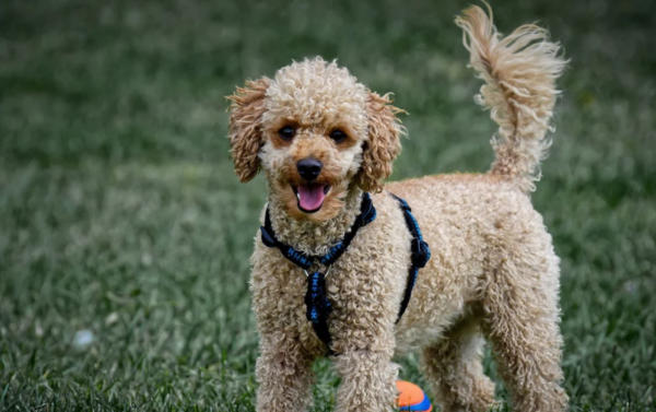 [견종 탐구] 마냥 인형처럼 귀여운데 사냥개 출신? ‘푸들’