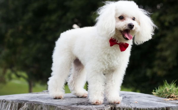 [견종 탐구] 마냥 인형처럼 귀여운데 사냥개 출신? ‘푸들’