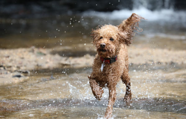 [견종 탐구] 마냥 인형처럼 귀여운데 사냥개 출신? ‘푸들’