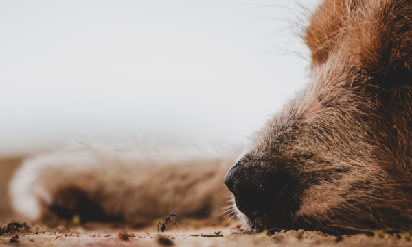 강아지 설사하는 이유와 치료법(+‘변’으로 알아보는 건강)