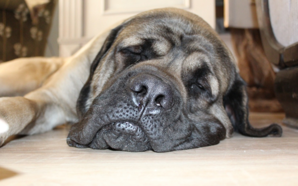 강아지 설사하는 이유와 치료법(+‘변’으로 알아보는 건강)