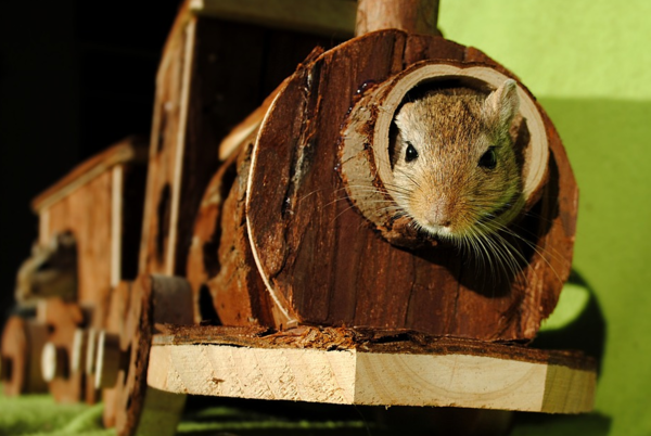 귀엽지만 쉽지는 않다! 햄스터 키우기