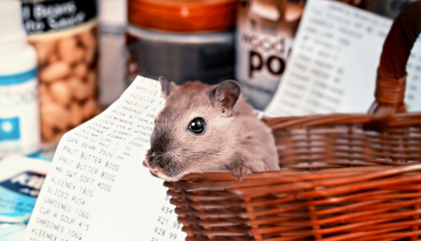 귀엽지만 쉽지는 않다! 햄스터 키우기