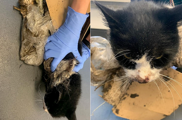 쥐 잡으려고 놓은 ‘끈끈이’에 걸려 털 뜯기고 다리 상처 입은 고양이