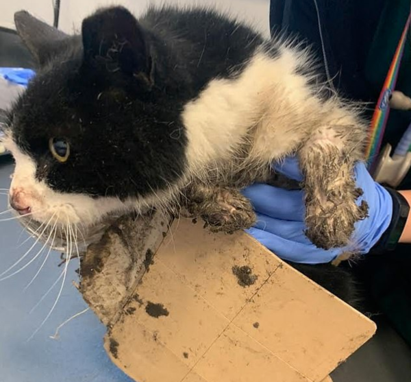 쥐 잡으려고 놓은 ‘끈끈이’에 걸려 털 뜯기고 다리 상처 입은 고양이