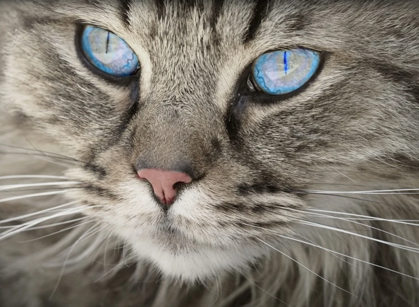 자꾸만 눈 비비는 고양이, 각막염일까?