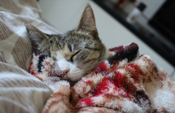 쓰다듬는 순간 ‘타탁’ 고양이 정전기 대처법