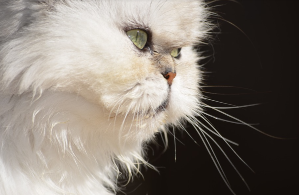 쓰다듬는 순간 ‘타탁’ 고양이 정전기 대처법