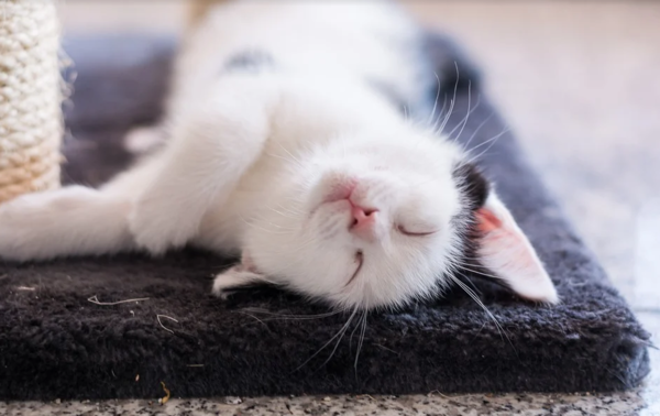쓰다듬는 순간 ‘타탁’ 고양이 정전기 대처법