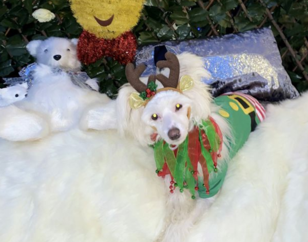 반려견 크리스마스 선물로 '천만 원' 쓴 영국 여성