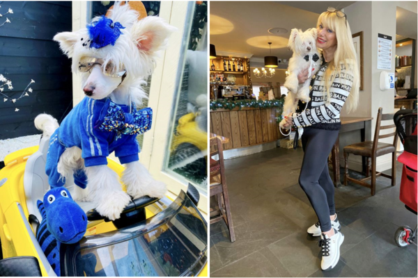 반려견 크리스마스 선물로 '천만 원' 쓴 영국 여성