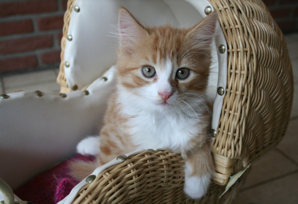 아기고양이 어떻게 돌볼까?