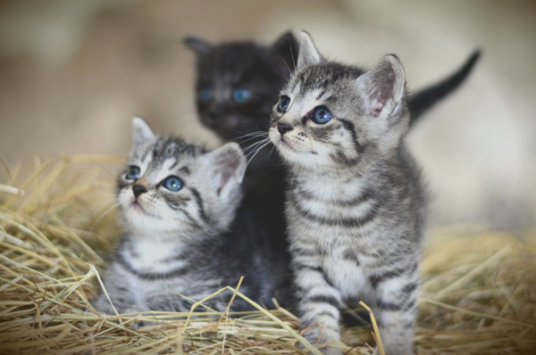 아기고양이 어떻게 돌볼까?