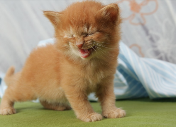 아기고양이 어떻게 돌볼까?