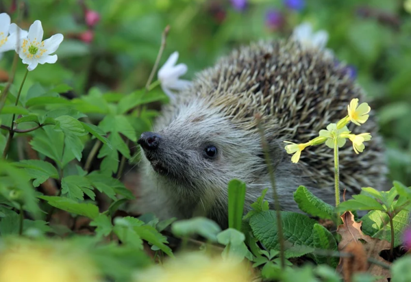 가시만 봐도 감정 상태 알 수 있다! ‘고슴도치’ 키우기