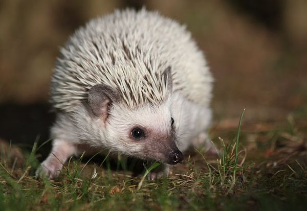 가시만 봐도 감정 상태 알 수 있다! ‘고슴도치’ 키우기