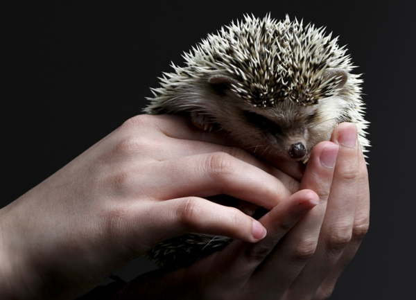 가시만 봐도 감정 상태 알 수 있다! ‘고슴도치’ 키우기