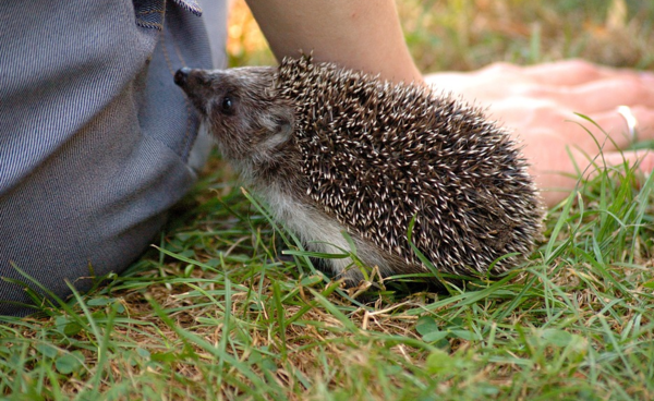 가시만 봐도 감정 상태 알 수 있다! ‘고슴도치’ 키우기