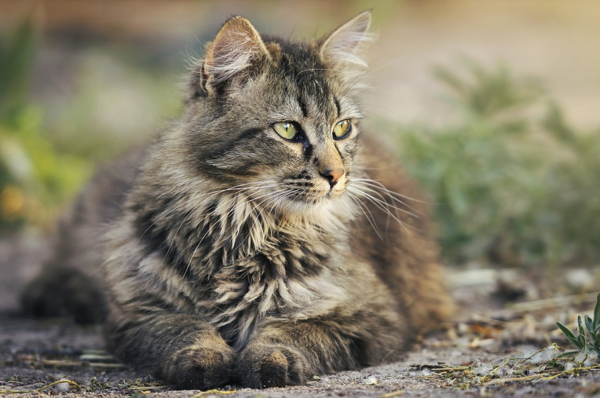 도대체 뭐가 문제니? 고양이 행동 문제