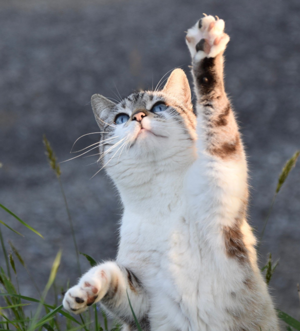 도대체 뭐가 문제니? 고양이 행동 문제