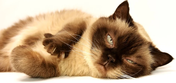 도대체 뭐가 문제니? 고양이 행동 문제