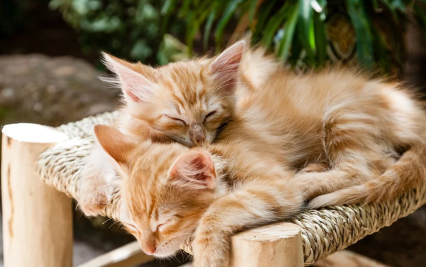 그루밍에 집착하는 고양이 그 이유는?(+대처법)