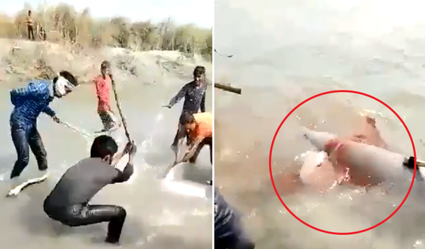 “이유도 없다” 돌고래 집단폭행으로 처참히 죽인 인도 남성들