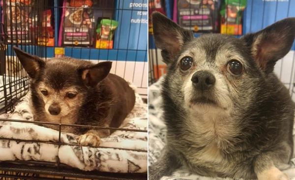 2018년 입양할 당시 쇼티