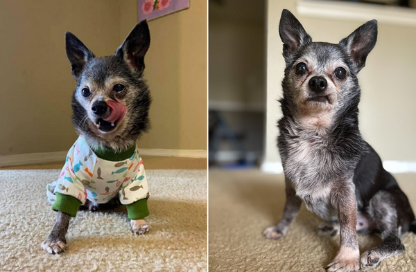 “다이어트는 긁지 않은 복권” 8kg→3.2kg 감량한 치와와