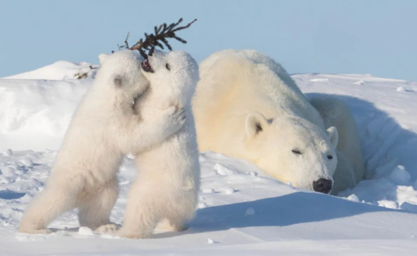 태어나서 처음 밖에 나온 아기 북극곰이 추위에 보인 반응