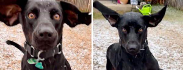 눈을 처음 보고 깜짝 놀란 존시. 사진=제니로얄 인스타그램