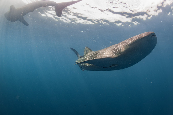 폐그물과 플라스틱에 온몸 감겨 도움 요청한 ‘멸종위기 고래상어’