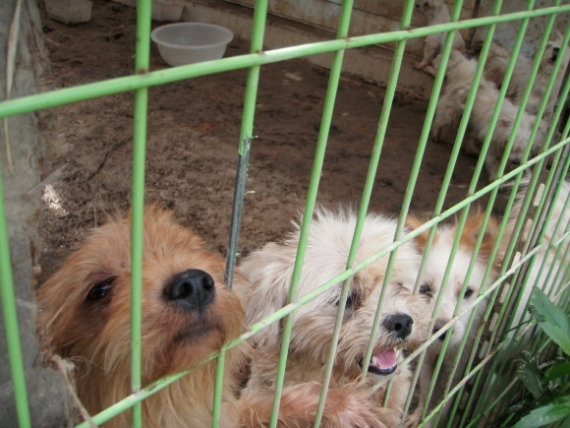 대전시 유기견 보호소, 동물학대와 방치로 참혹