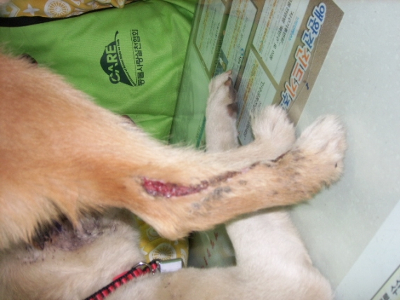 르뽀. 연평도의 동물들 구호활동 보고