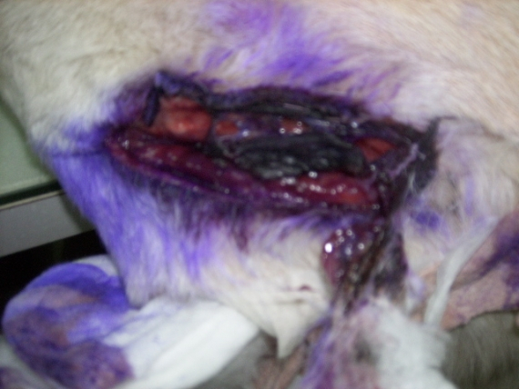 르뽀. 연평도의 동물들 구호활동 보고