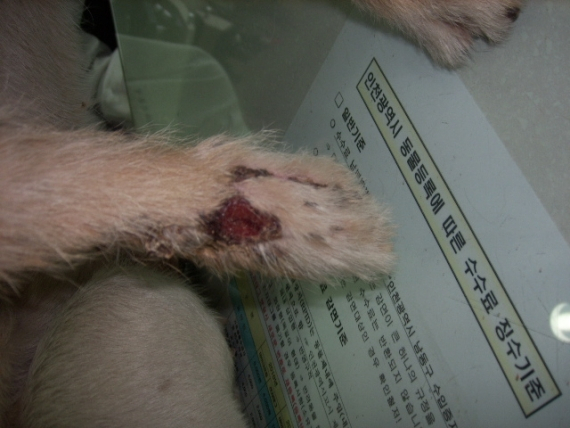 르뽀. 연평도의 동물들 구호활동 보고