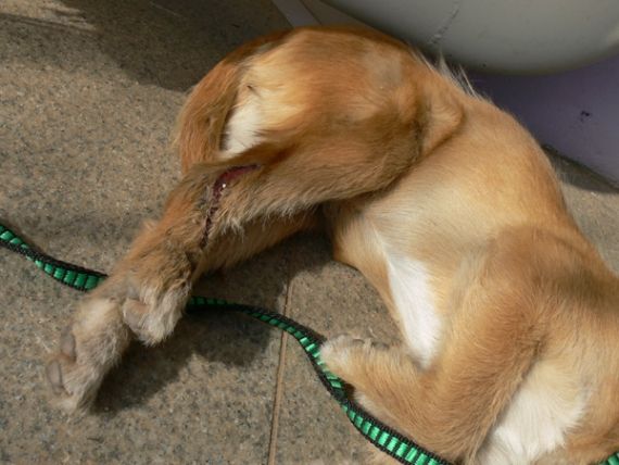 르뽀. 연평도의 동물들 구호활동 보고