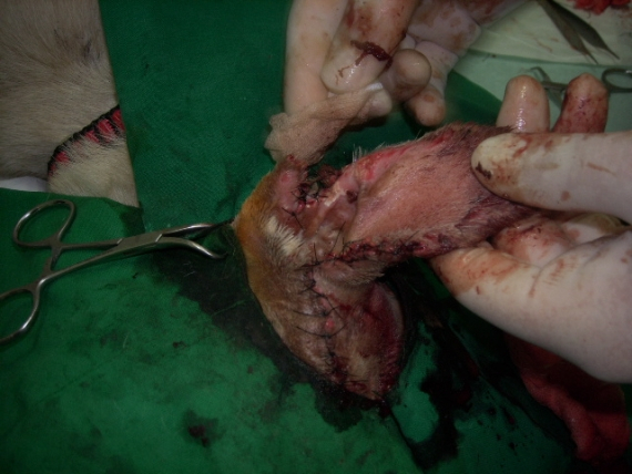 르뽀. 연평도의 동물들 구호활동 보고