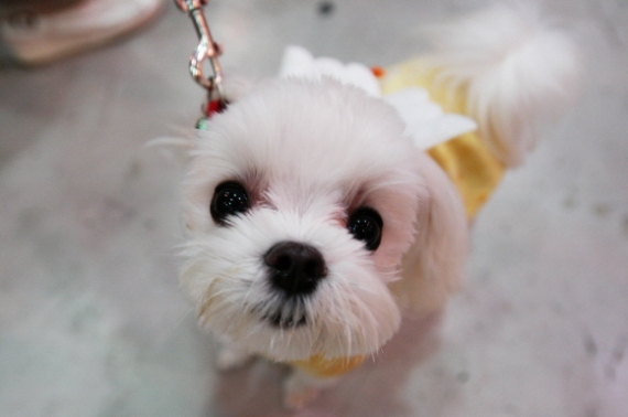 대구 애완동물전 성황리에 열려....