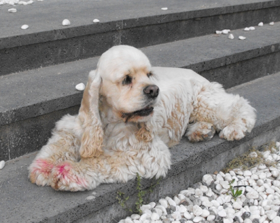 3대 천사견 VS 3대 악마견, 누리꾼들 화재