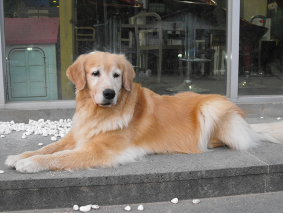 3대 천사견 VS 3대 악마견, 누리꾼들 화재