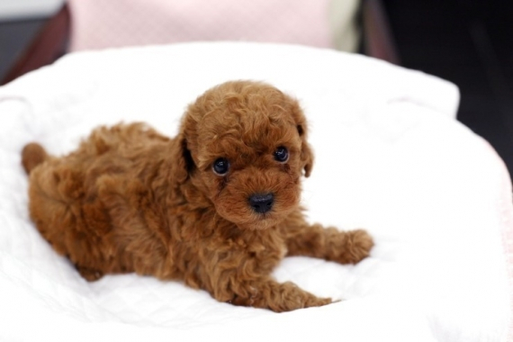 3대 천사견 VS 3대 악마견, 누리꾼들 화재