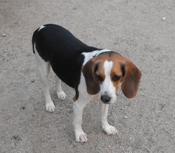 3대 천사견 VS 3대 악마견, 누리꾼들 화재