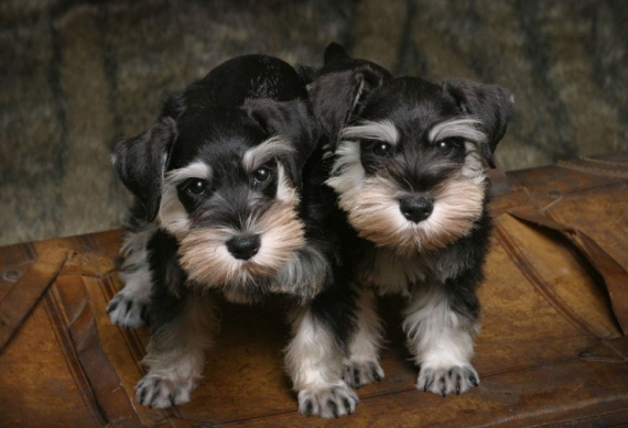 3대 천사견 VS 3대 악마견, 누리꾼들 화재