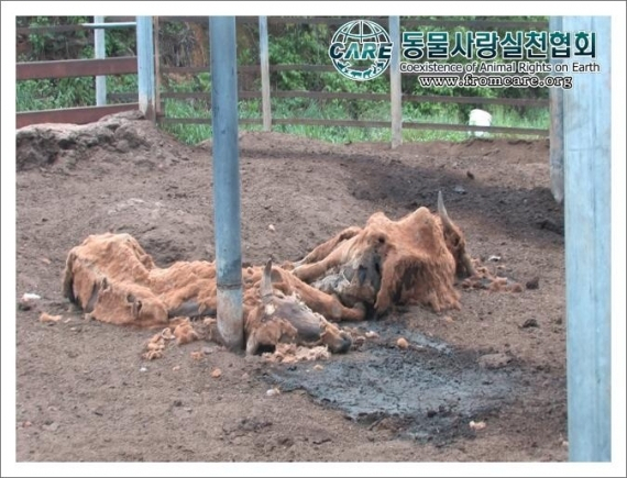 하늘이 무섭지 않은가, 순창농가 방치 소 또 집단아사